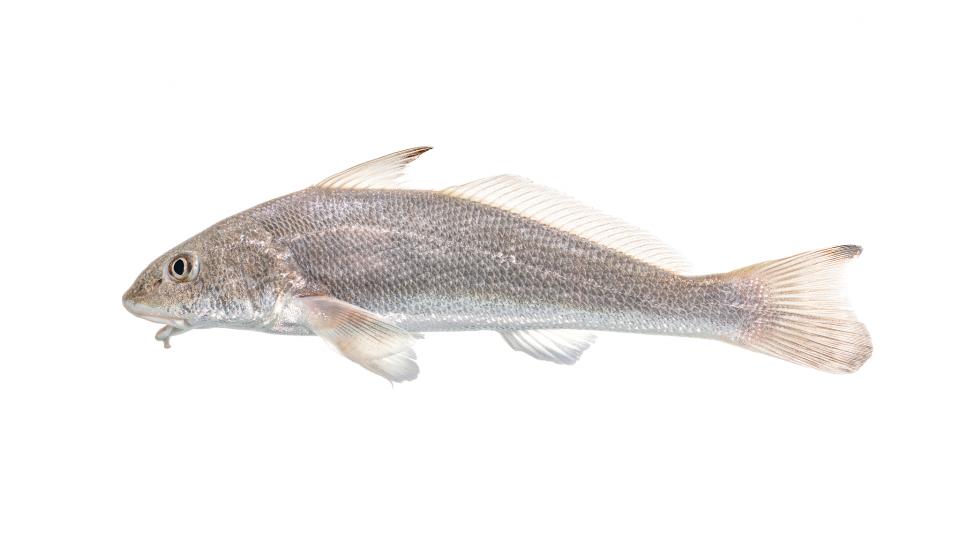 kingfishes head shot