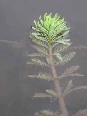 Parrotfeather Close-up