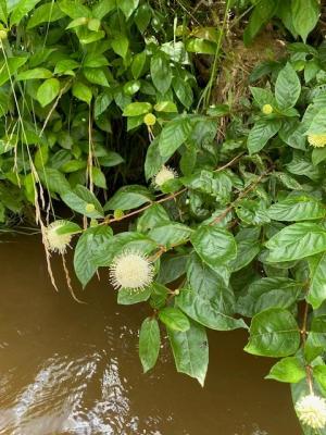 plant