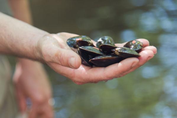 mussels in someone's hand