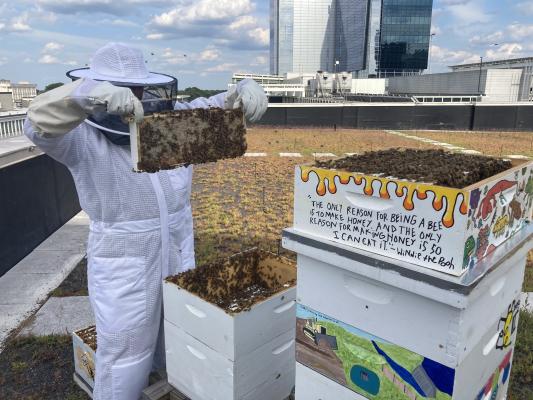 Green Square's rooftop honeybee hives