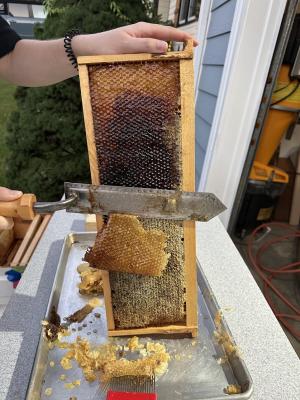 A DEQ Beekeeper using a heated blade to melt the wax caps off the honeycomb cells.