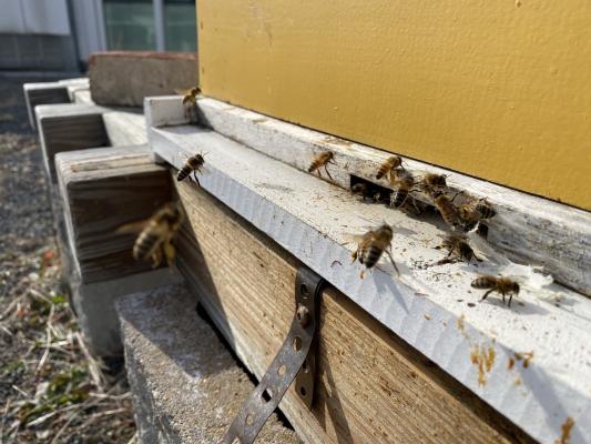 Honey bees bringing nectar and pollen back to one of the hives at Green Square.
