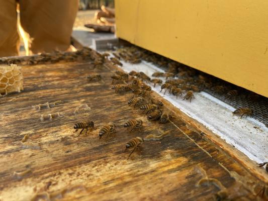 Honey bees bringing nectar and pollen back to one of the hives at the Standards Lab.