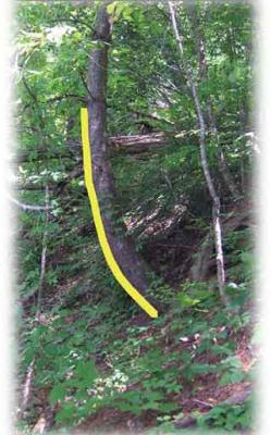 Tree showing curved growth