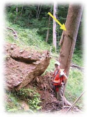 Large tree with bark removed due to a debris flow. Female geologist in orange safety vest in front of the tree. Large rock next to the tree.