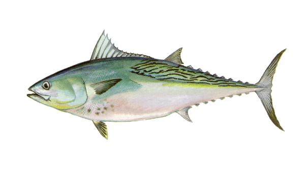  picture of a false albacore