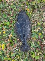 A Southern Flounder in the grass