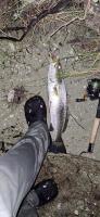 A spotted sea trout by someone's foot