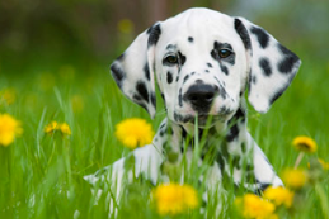 Dalmation puppy sitting in a field with dandelions