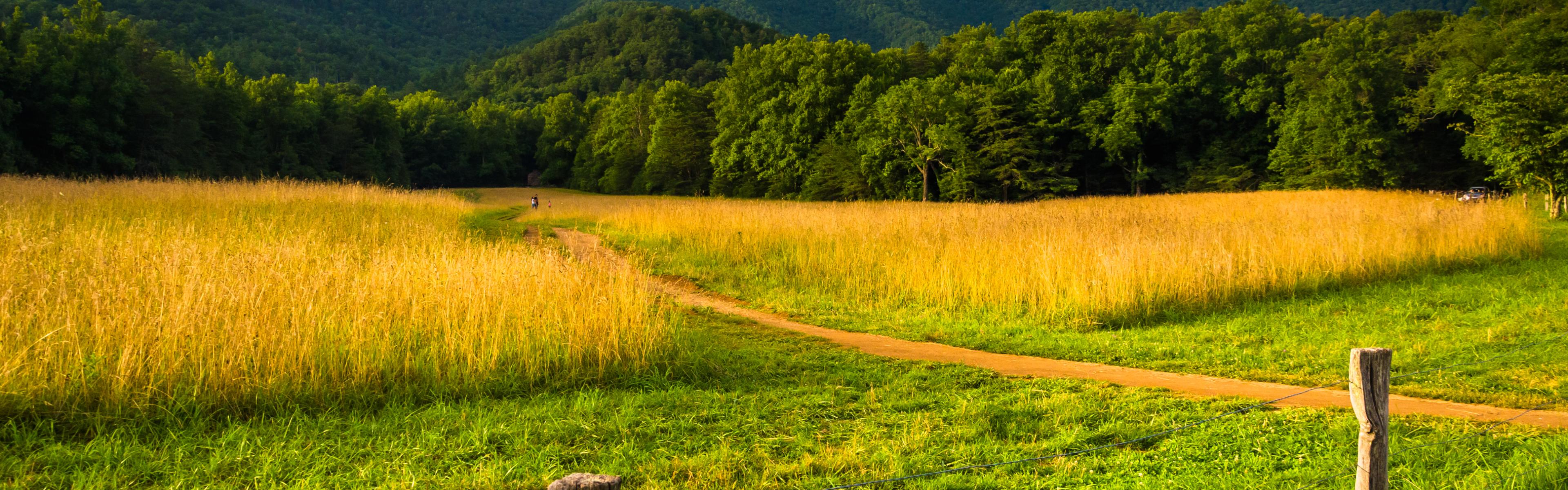 NC landscape.
