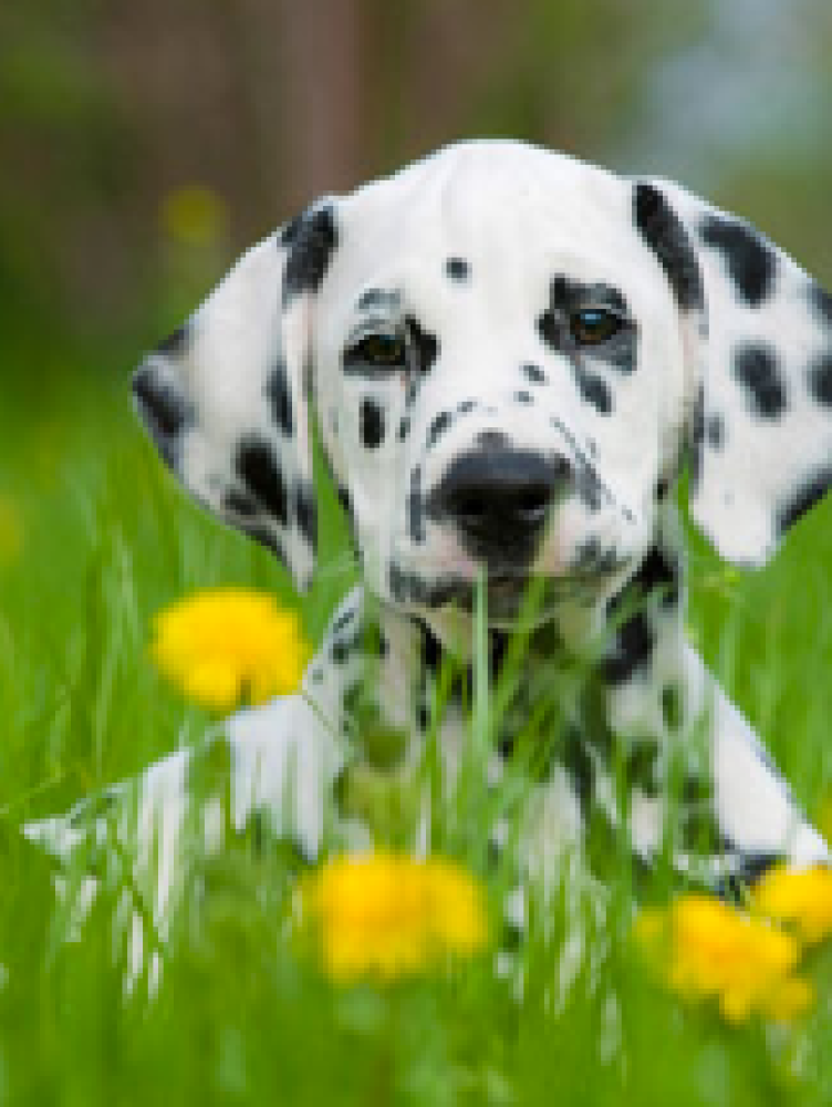 Dalmation puppy sitting in a field with dandelions