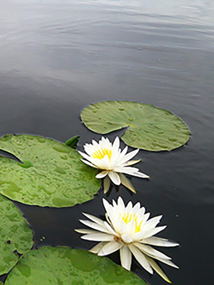 lily pads in water