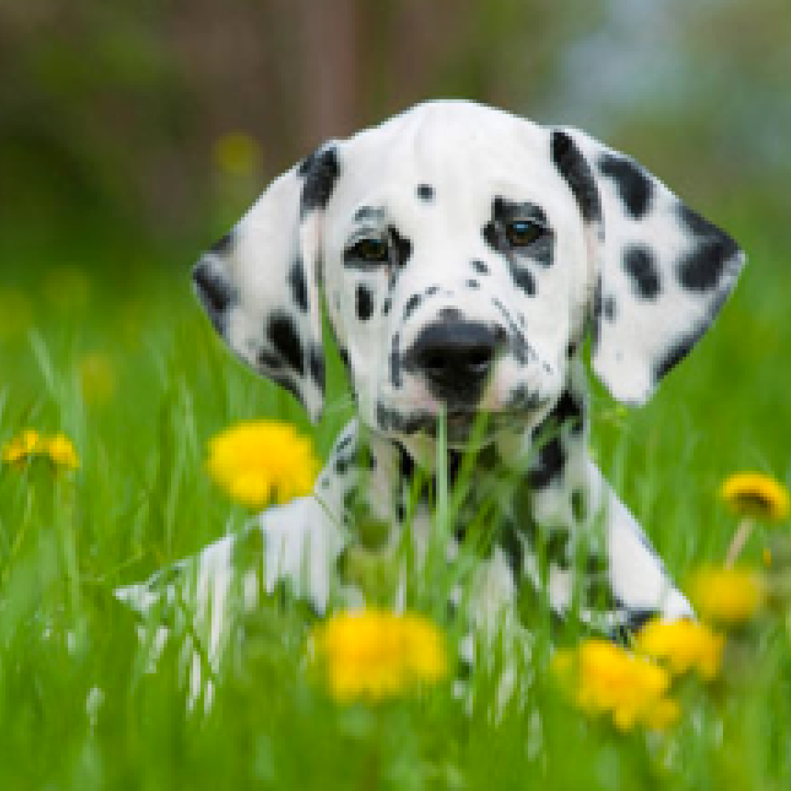 Dalmation puppy sitting in a field with dandelions