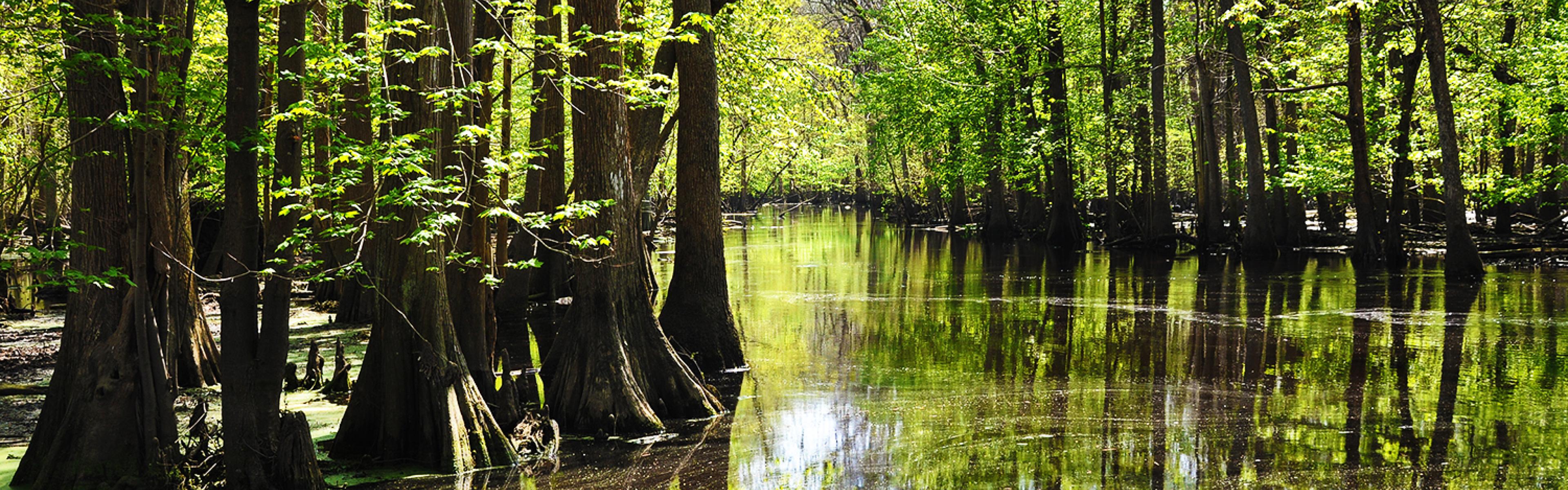 A cypress swamp
