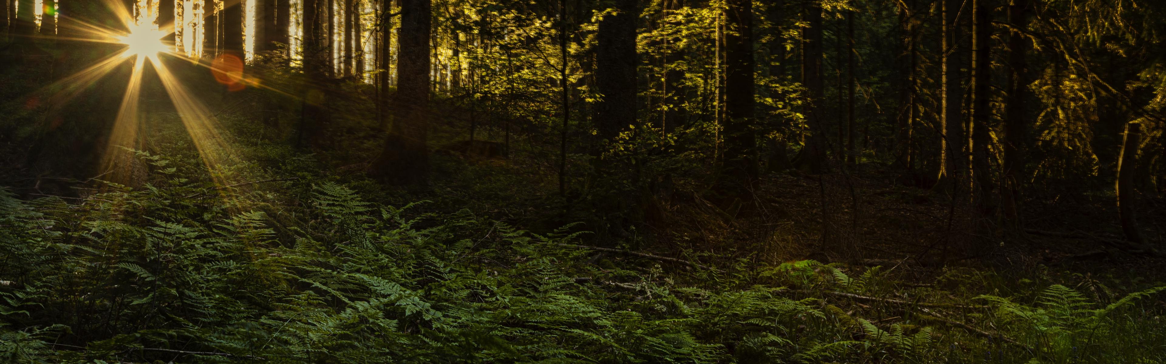 A lush bed of ferns lines a dark green forest floor at sunset, the sunlight breaking through the trees in the distance.