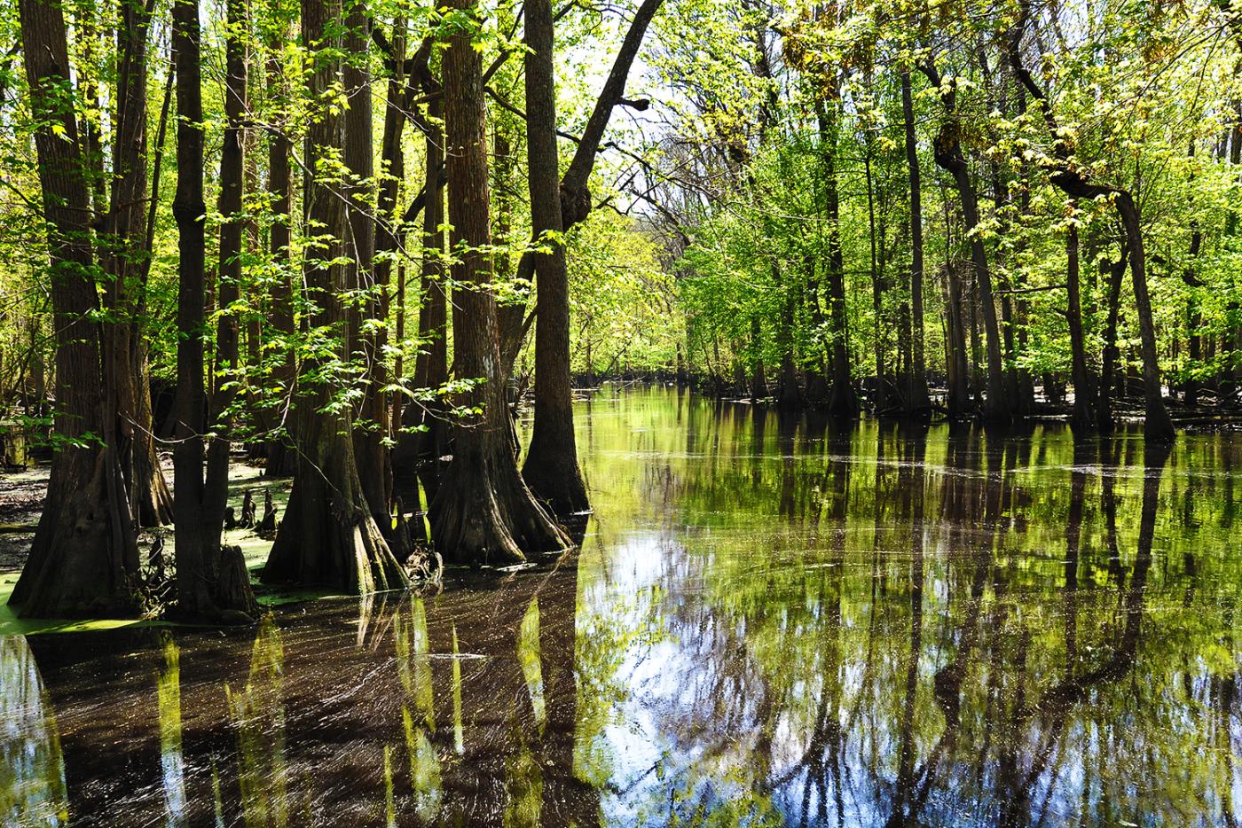 A cypress swamp