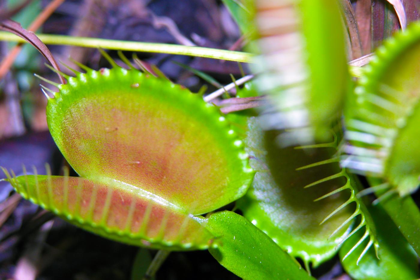 Close up of a Venus Flytrap plant