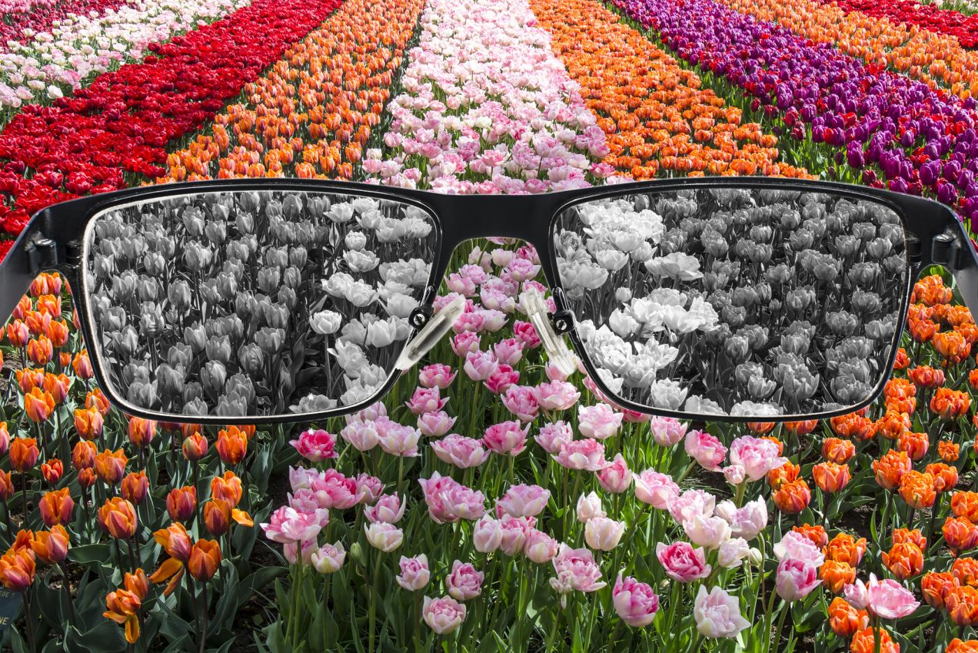 Field of colorful flowers, pair of glasses seeing in black and white
