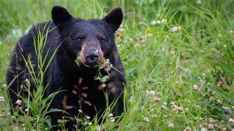 Black bear in a green, grassy meadow chewing on plants.