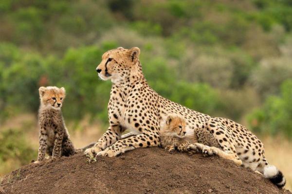 Mother cheetah resting but alert on top of a dirt mound with two cubs.