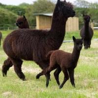 Brown alpacas in a field.