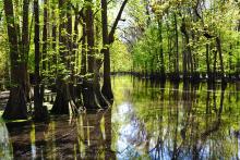 A cypress swamp