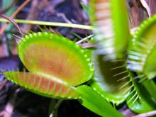 Close up of a Venus Flytrap plant