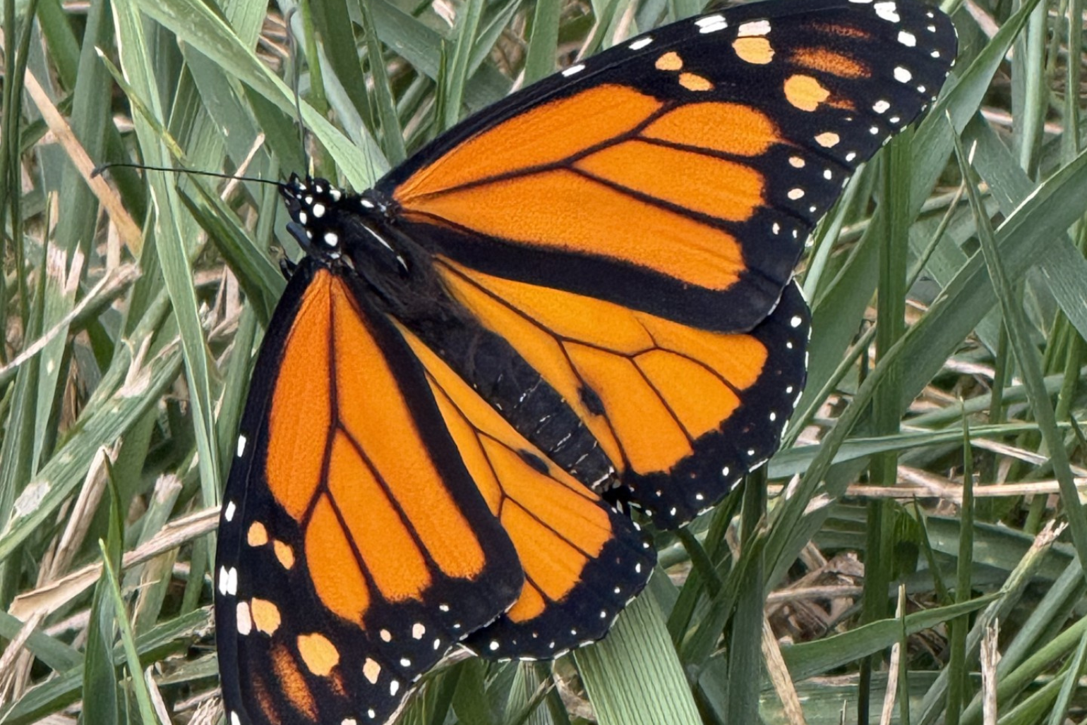 A monarch butterfly sits on grass.