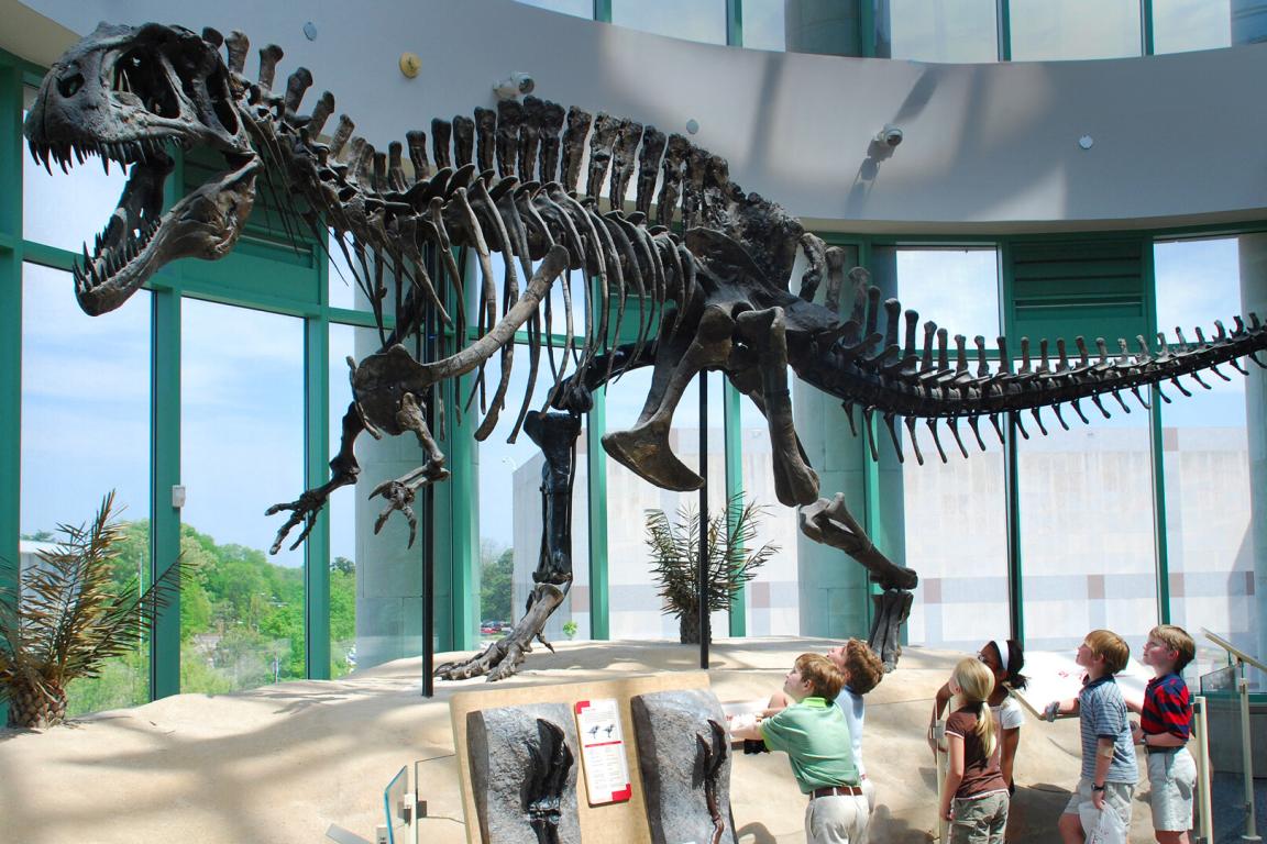 A group of students stare up at a dinosaur skeleton.