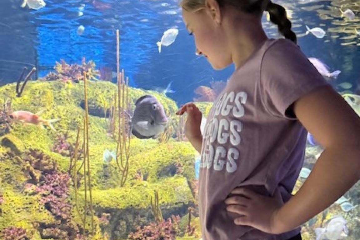 Girl looks at a fish in an aquarium tank