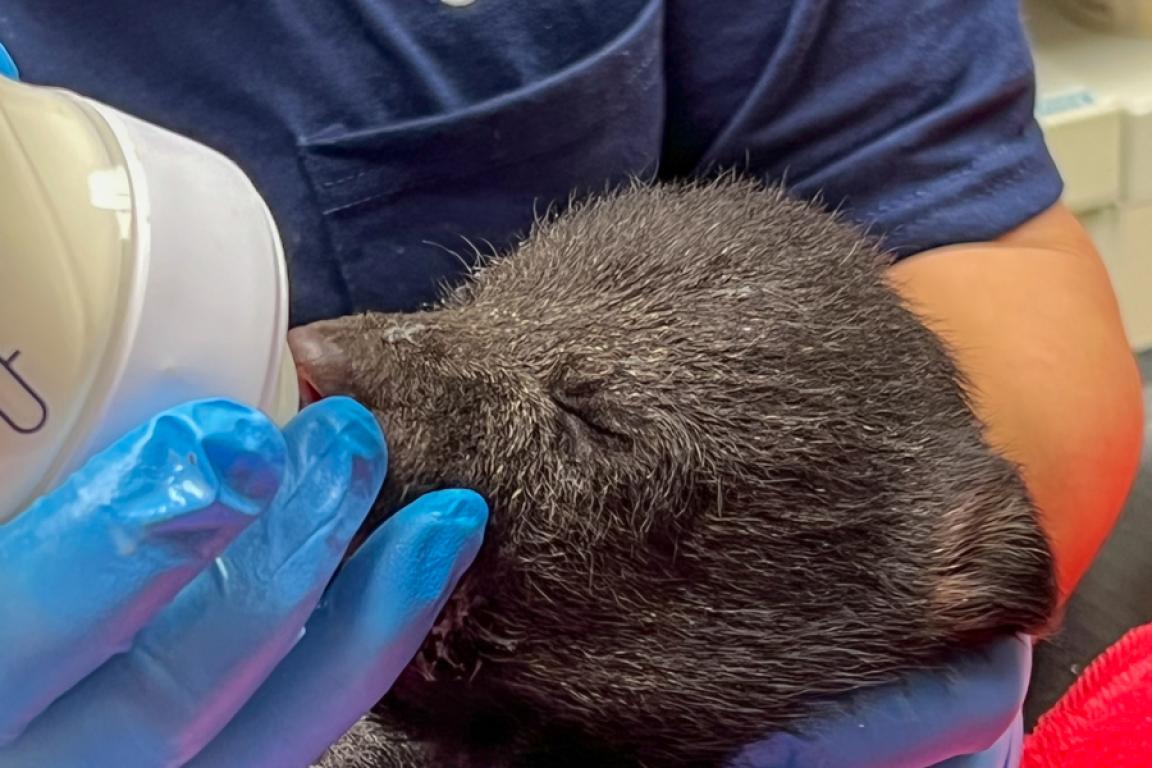 "Link, a North Carolina Zoo Team Member bottle feeds a small bear cub, image, Zoo Jobs: More Than You Think