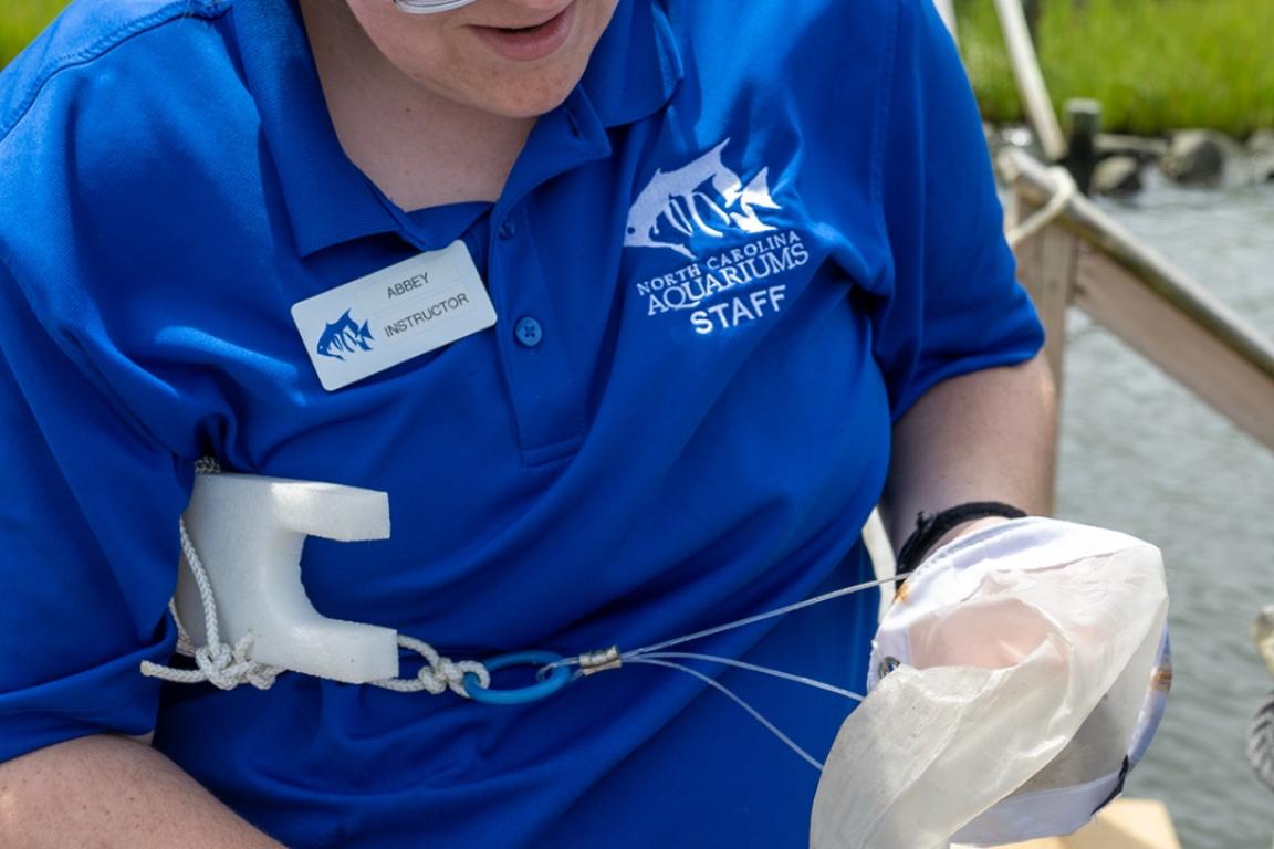 link, aquarium staff member working, image, Aquarium Job Shadow Program