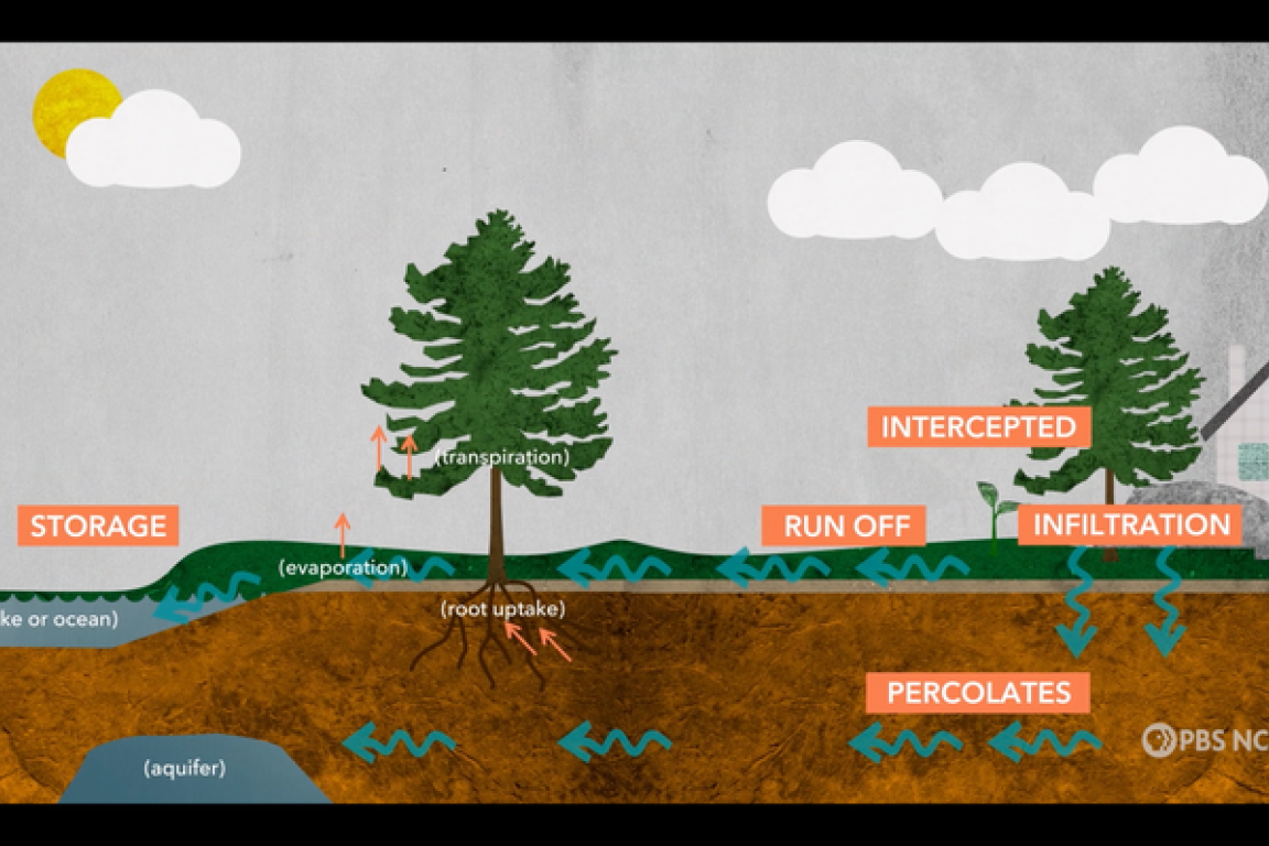 Link, PBS Science Animations