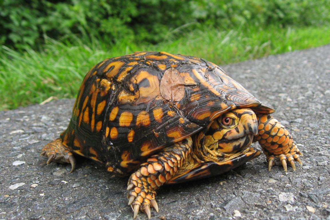 Link, Ask an Naturalist