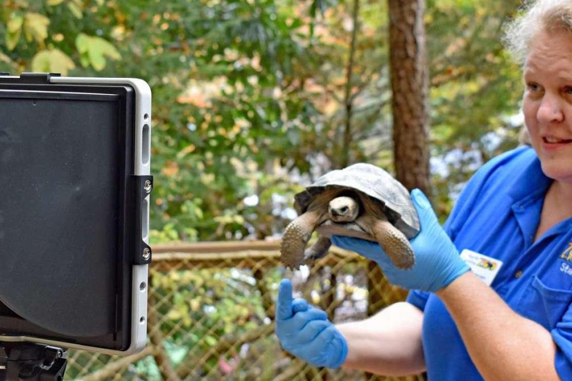Link, North Carolina Zoo