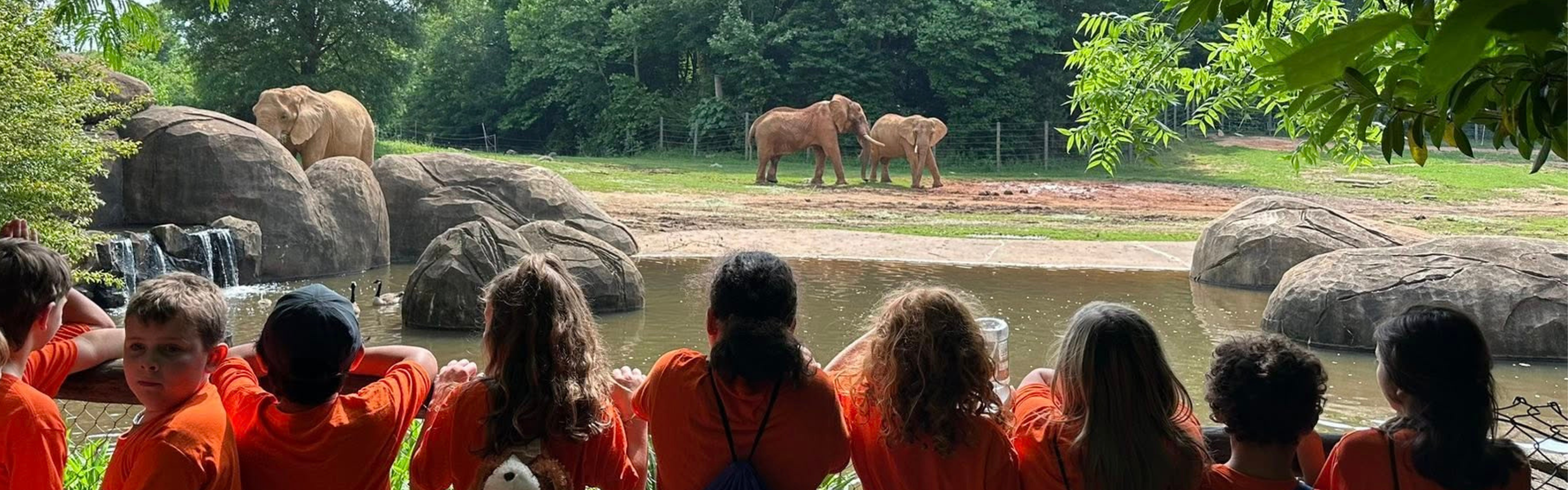 Students look at elephants at the NC Zoo
