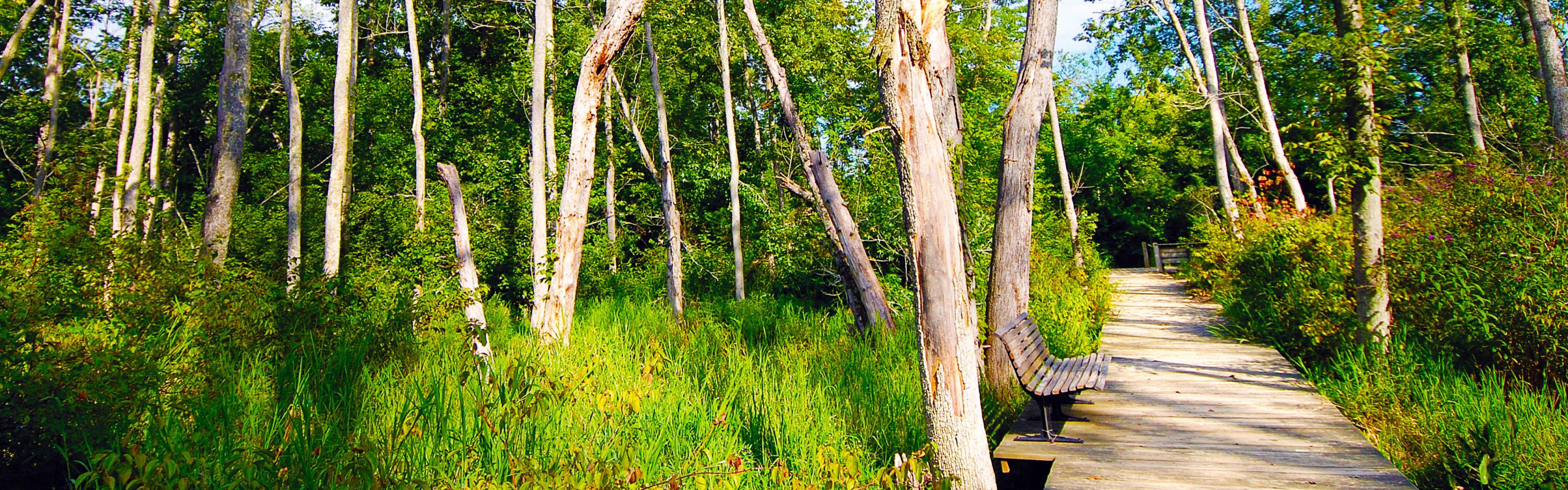 green wetlands surround a wooden boardwalk