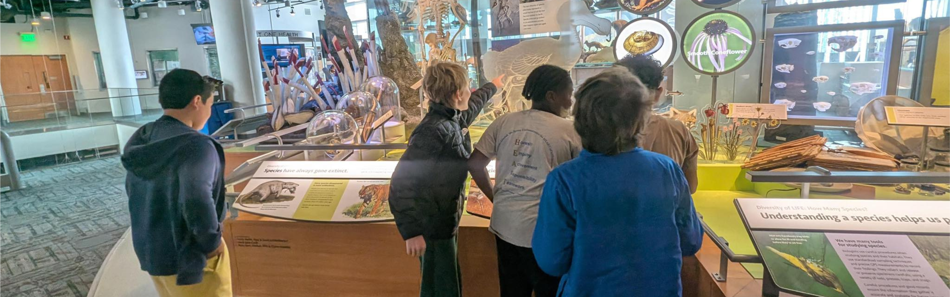Students explore an exhibit at the North Carolina Museum of Natural Sciences