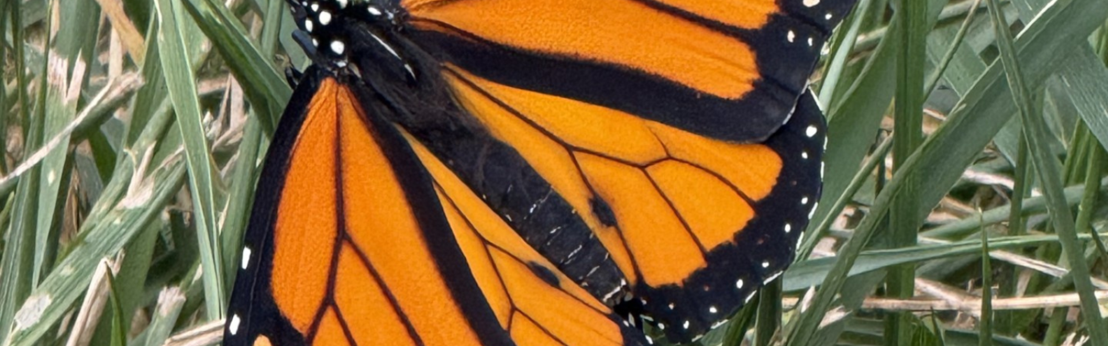 Monarch Butterfly on grass