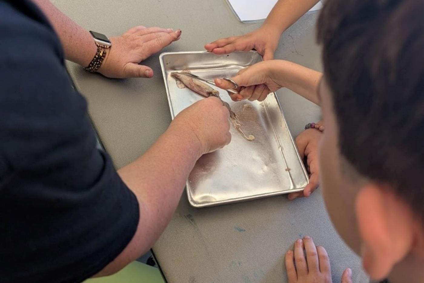 Children dissect a squid 