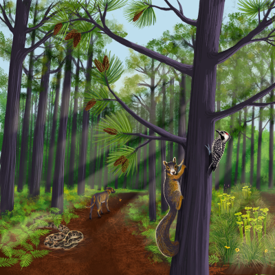 An illustration of Weymouth Woods Sandhills Nature Preserve