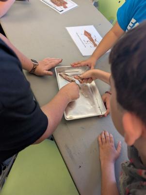 Children dissect a squid 