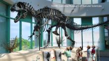 Students look up at a Dinosaur Skeleton