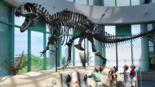 Students look up at a Dinosaur Skeleton