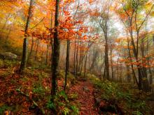 A forest in fall with red and yellow leaf colors