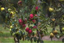Apple varieties of yellow and red hanging on tree