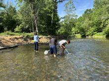 Three students wade in the Eno River collecting water bugs