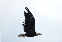 An American Bald Eagle flies across a cloudless sky