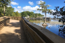A boardwalk wraps around a lake with a cypress tree on the right